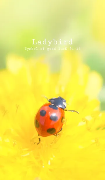 [LINE着せ替え] Ladybird Symbol of good luck #1-13の画像1