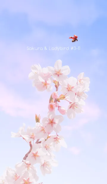 [LINE着せ替え] Sakura & Ladybird #3-11の画像1