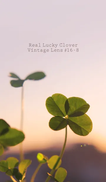 [LINE着せ替え] 四つ葉のクローバー Vintage Lens #16-8の画像1