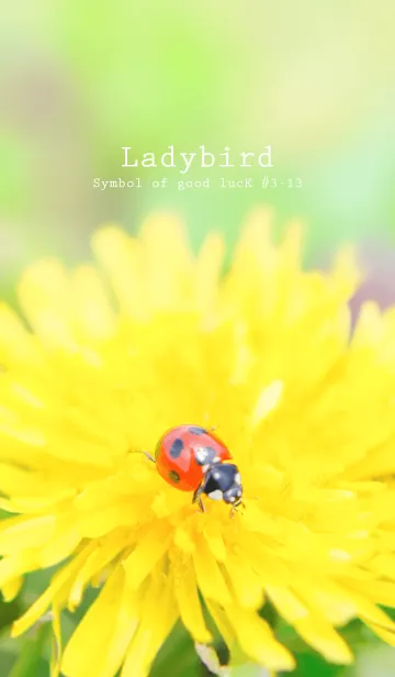[LINE着せ替え] Ladybird Symbol of good luck #3-13の画像1