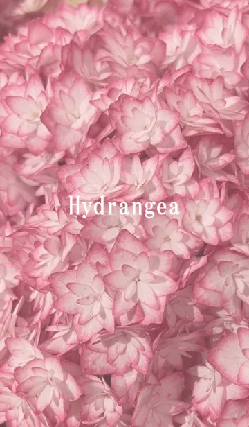 [LINE着せ替え] hydrangea (Ajisai)の画像1