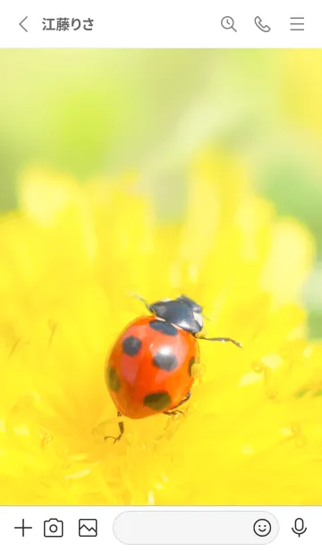 [LINE着せ替え] Ladybird Symbol of good luck #1-14の画像2