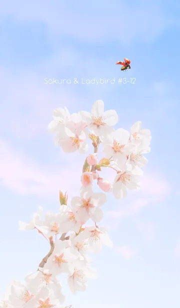 [LINE着せ替え] Sakura & Ladybird #3-12の画像1