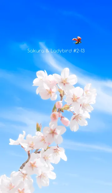[LINE着せ替え] Sakura & Ladybird #2-13の画像1