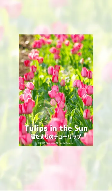 [LINE着せ替え] 陽だまりのチューリップの画像1