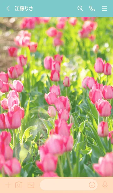 [LINE着せ替え] 陽だまりのチューリップの画像2