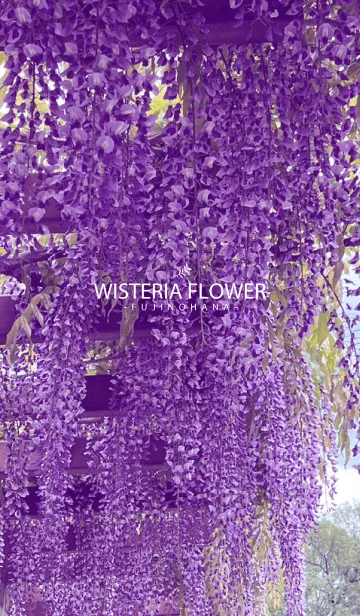 [LINE着せ替え] WISTERIA FLOWERの画像1