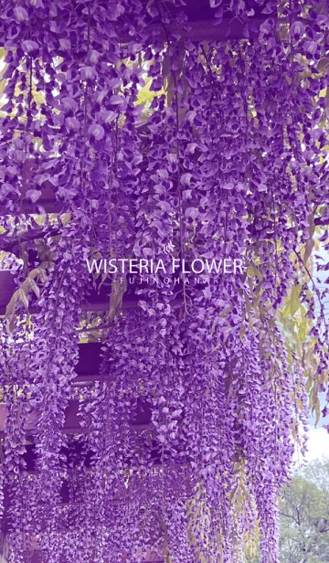 [LINE着せ替え] WISTERIA FLOWER 2の画像1