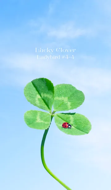 [LINE着せ替え] 四つ葉のクローバーとテントウムシ #4-4の画像1