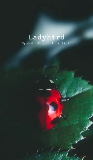 [LINE着せ替え] Ladybird Symbol of good luck #2-15の画像1