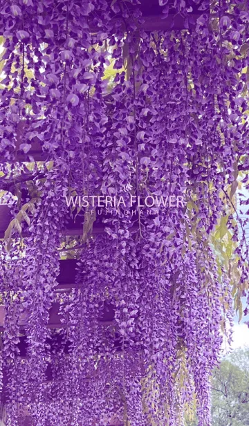 [LINE着せ替え] WISTERIA FLOWER 6の画像1