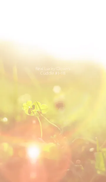 [LINE着せ替え] 四つ葉のクローバー Cuddle #1-18の画像1