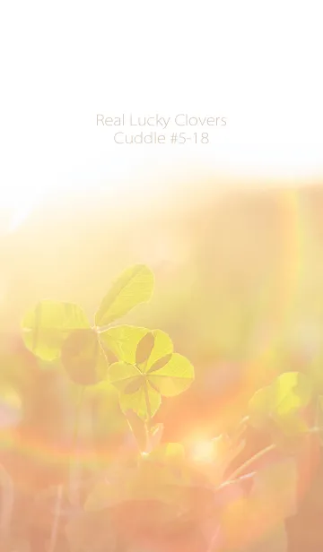 [LINE着せ替え] 四つ葉のクローバー Cuddle #5-18の画像1