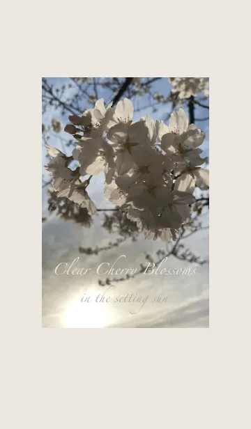 [LINE着せ替え] 夕日に透き通った桜 【着せかえ】の画像1