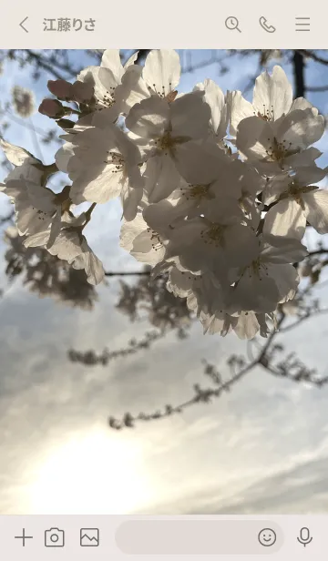[LINE着せ替え] 夕日に透き通った桜 【着せかえ】の画像2