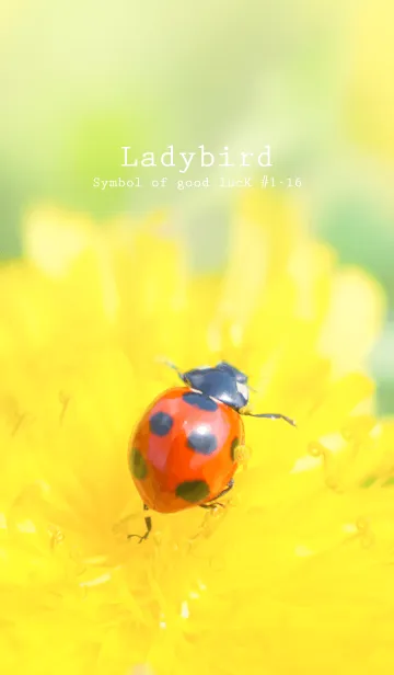 [LINE着せ替え] Ladybird Symbol of good luck #1-16の画像1