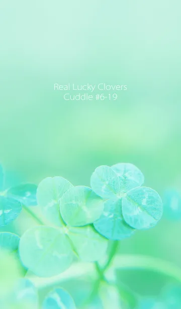 [LINE着せ替え] 四つ葉のクローバー Cuddle #6-19の画像1