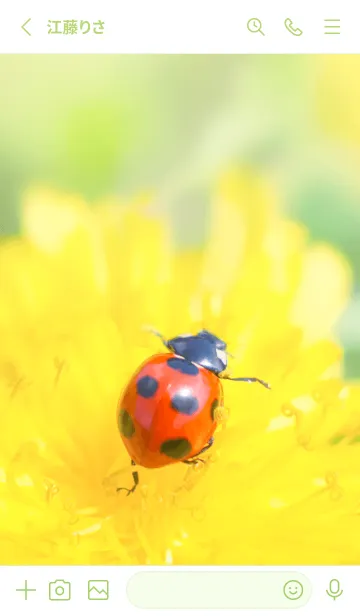 [LINE着せ替え] Ladybird Symbol of good luck #1-17の画像2