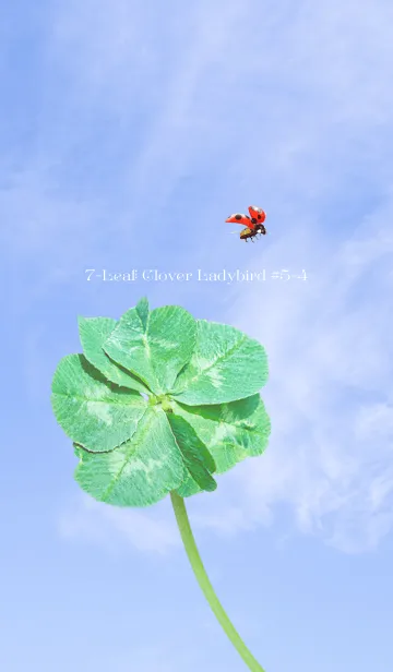 [LINE着せ替え] 七つ葉のクローバーとテントウムシ #5-4の画像1