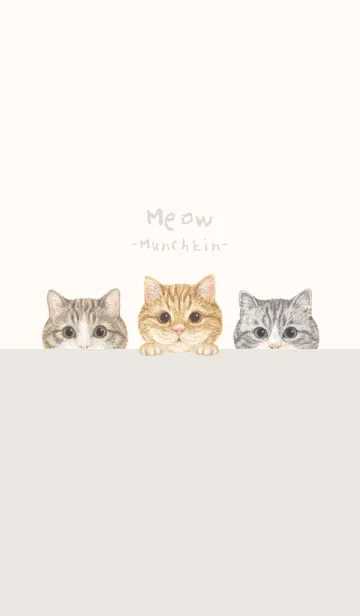 [LINE着せ替え] 猫 - マンチカン - ベージュの画像1