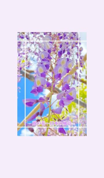 [LINE着せ替え] 藤の花〜日本の風景2の画像1