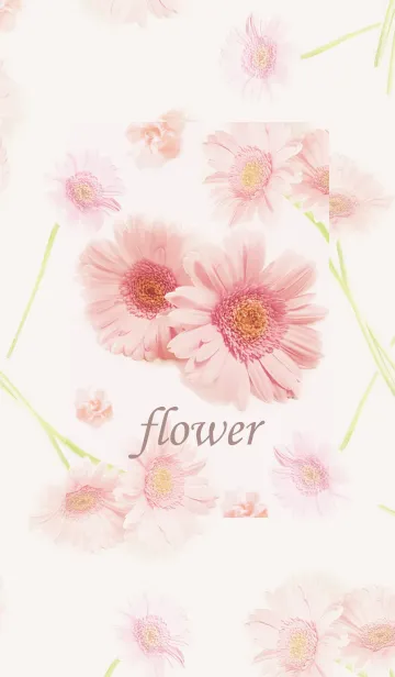 [LINE着せ替え] 優しい幸せに包まれるガーベラの花・2の画像1