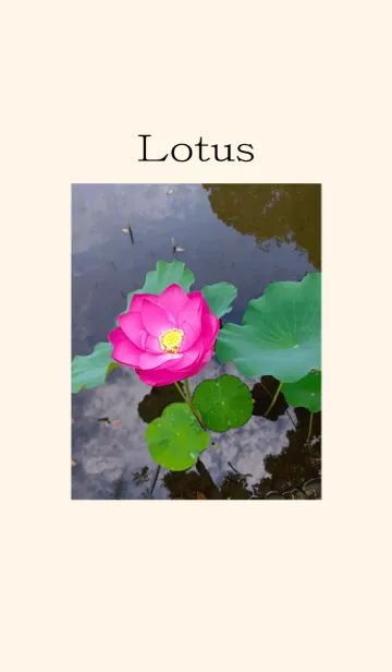 [LINE着せ替え] Lotus 2023の画像1