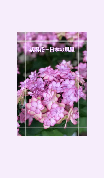 [LINE着せ替え] 紫陽花〜日本の風景の画像1