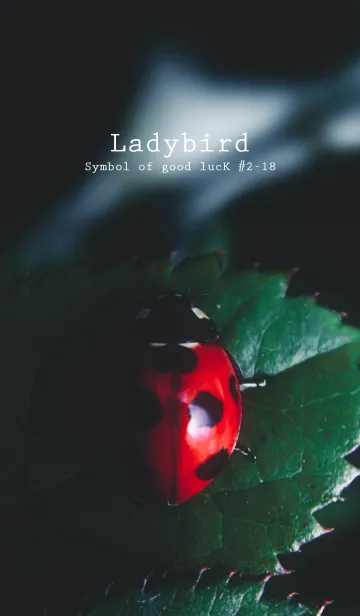 [LINE着せ替え] Ladybird Symbol of good luck #2-18の画像1