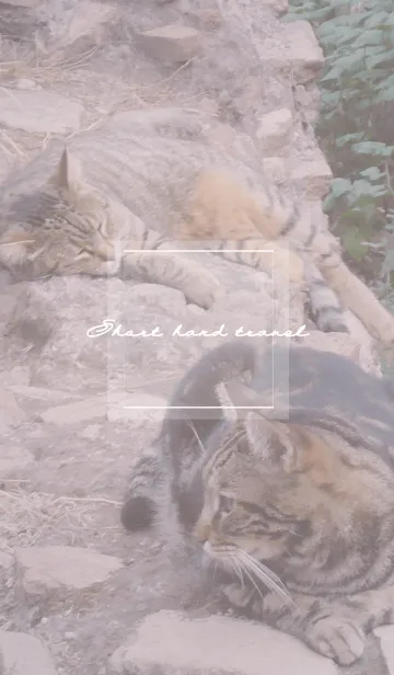 [LINE着せ替え] Short hand travel CATの画像1