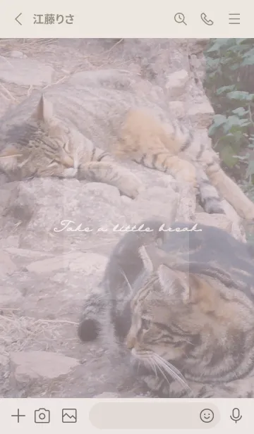 [LINE着せ替え] Short hand travel CATの画像2