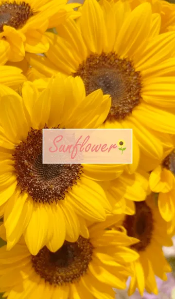 [LINE着せ替え] Sunflower (Himawari) 8の画像1