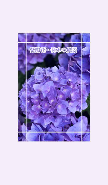 [LINE着せ替え] 紫陽花-日本の風景3の画像1