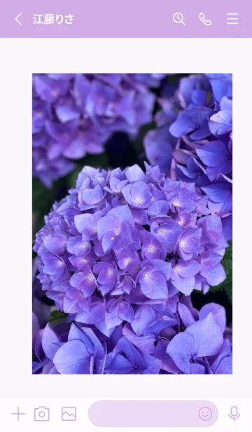 [LINE着せ替え] 紫陽花-日本の風景3の画像2