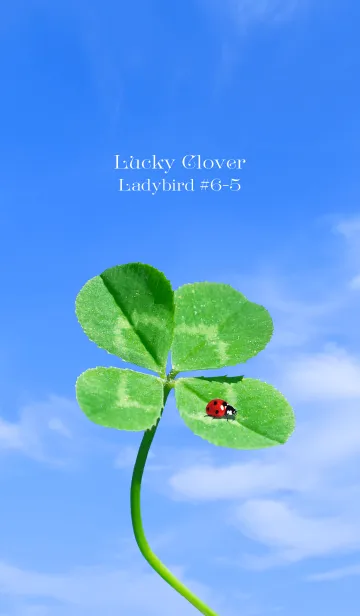 [LINE着せ替え] 四つ葉のクローバーとテントウムシ #6-5の画像1