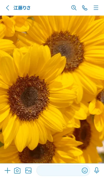 [LINE着せ替え] Sunflower (Himawari) 10の画像2