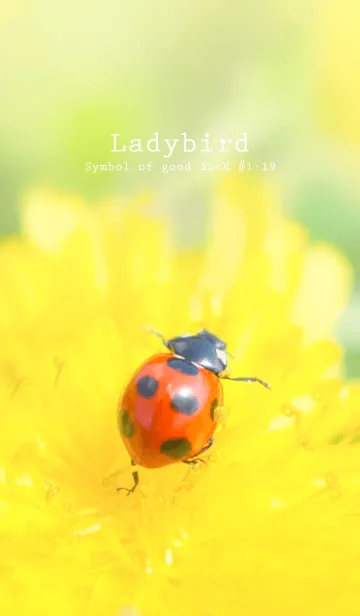 [LINE着せ替え] Ladybird Symbol of good luck #1-19の画像1