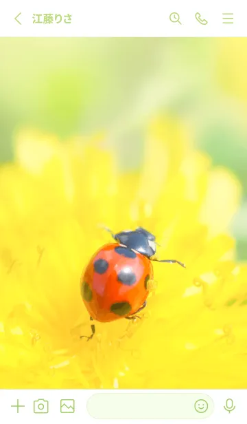 [LINE着せ替え] Ladybird Symbol of good luck #1-19の画像2
