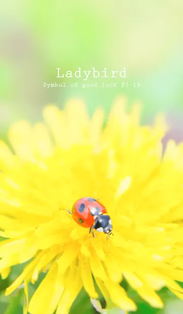 [LINE着せ替え] Ladybird Symbol of good luck #3-19の画像1