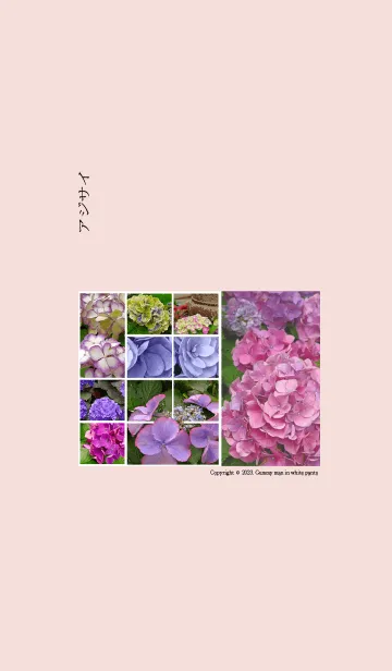 [LINE着せ替え] Hydrangea 2023の画像1