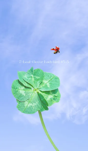 [LINE着せ替え] 七つ葉のクローバーとテントウムシ #5-5の画像1