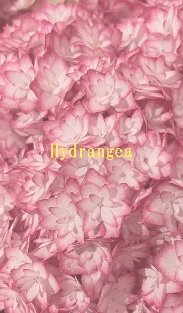 hydrangea (Ajisai)23の着せ替えメイン画像