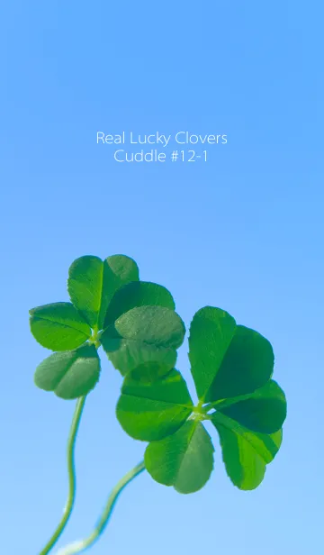 [LINE着せ替え] 五つ葉のクローバー Cuddle #12-1の画像1