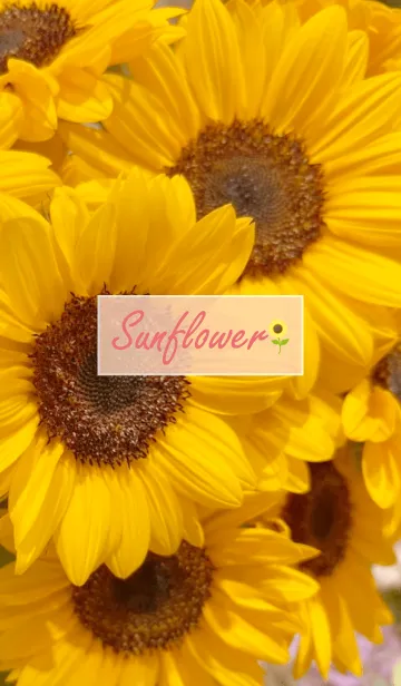 [LINE着せ替え] Sunflower (Himawari) 23の画像1