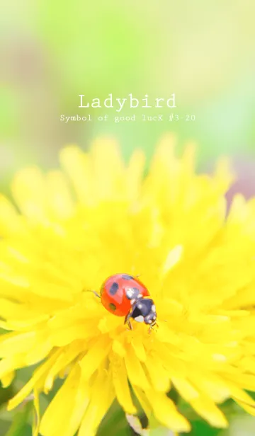 [LINE着せ替え] Ladybird Symbol of good luck #3-20の画像1