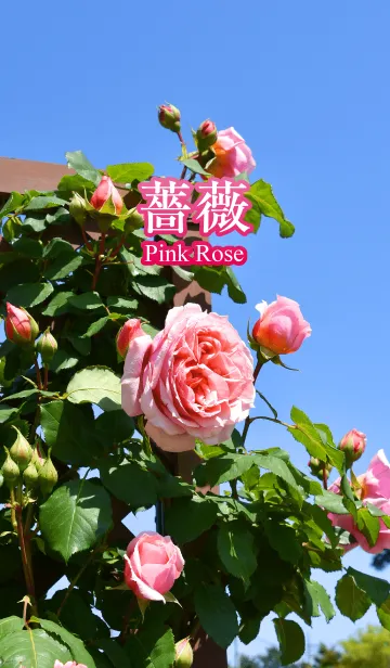 [LINE着せ替え] 薔薇（ピンクローズ4）の画像1