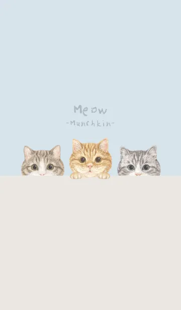 [LINE着せ替え] 猫 - マンチカン - パステルブルーの画像1