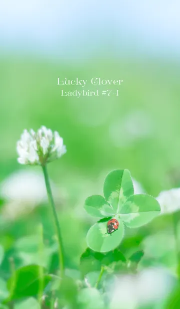 [LINE着せ替え] 四つ葉のクローバーとテントウムシ #7-1の画像1