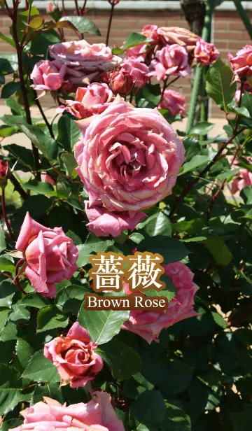 [LINE着せ替え] 薔薇（ブラウンローズ）の画像1