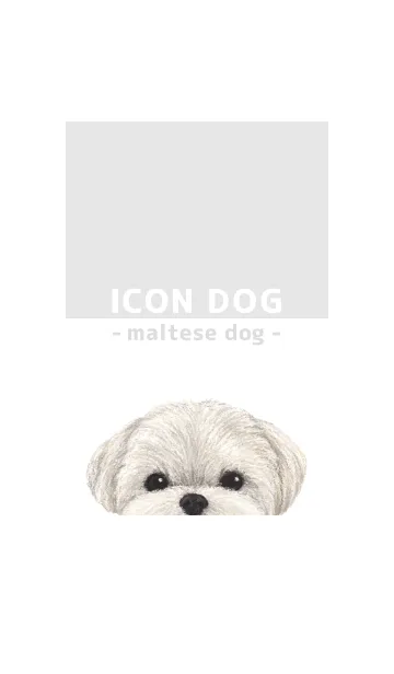 [LINE着せ替え] ICON DOG - マルチーズ - GRAY/01の画像1